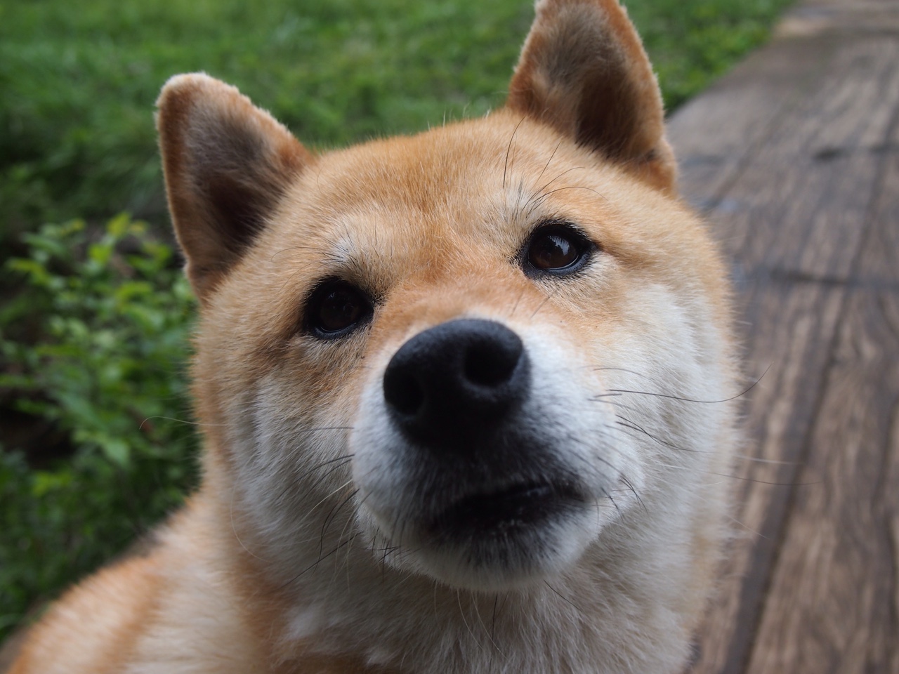 猛龙逆转活塞，库里彻底打爆防线，一场战术与意志的较量